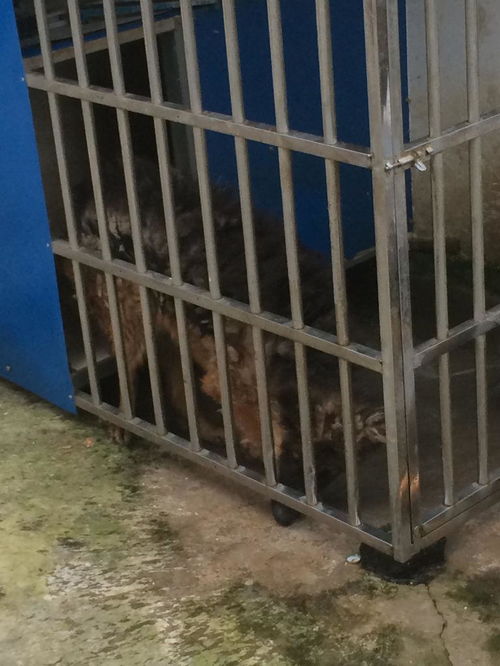 狗不想养了送到哪里