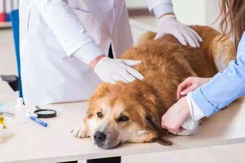 狗体内驱虫要注意哪些