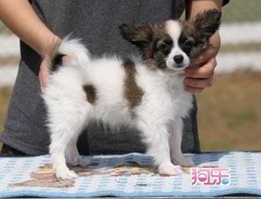 柯基犬和蝴蝶犬哪个好