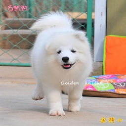 南京狗哪里买最好