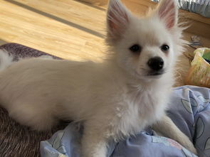 博美犬多久能长成
