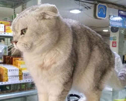 折耳猫发病后活多久