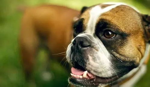 泰国英国斗牛犬怎么样