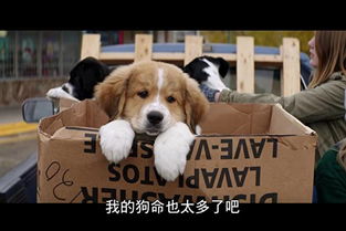 狗的相关电影有哪些