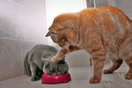 如何科学喂养猫咪