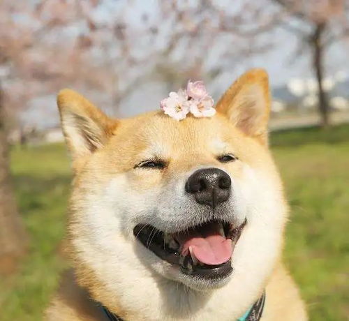 秋田和柴犬哪个小