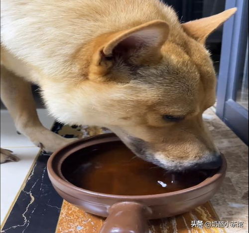 狗能喝茶水吗