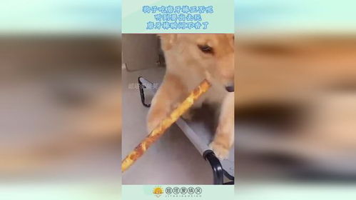 小狗多久可以吃磨牙棒
