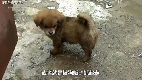 成都哪里有流浪狗领养