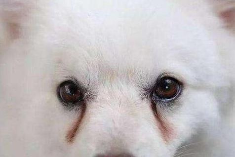 如何避免狗狗泪痕
