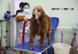 哪里能学狗狗美容