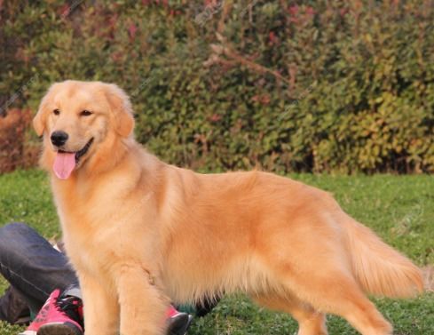 金毛犬的尴尬是多久