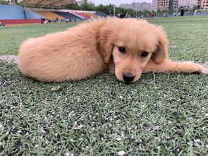 如何训练金毛犬捡东西