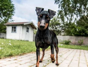 短毛小犬种有哪些