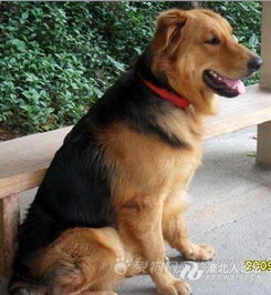 苏牧羊犬与金毛养哪个好