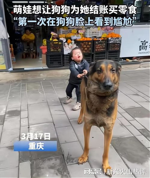 重庆在哪里买狗