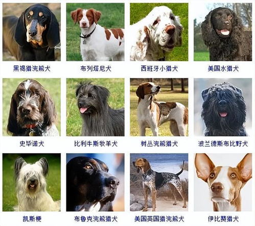 狗的品种都是有哪些