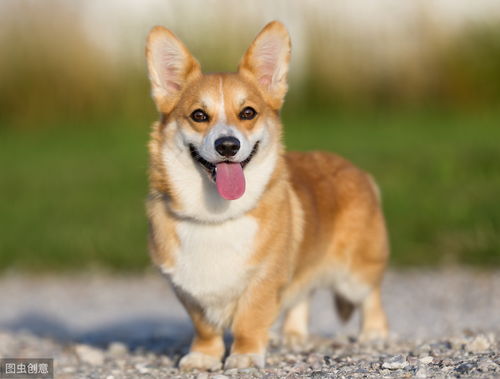 柯基犬是什么性格怎么样