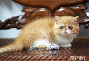 加菲猫有哪些品种