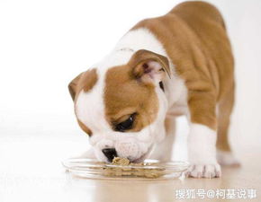 如何让狗不乱吃东西