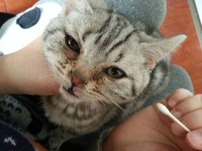 猫鼻支潜伏期多久