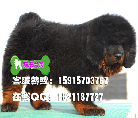广州哪里有藏獒幼犬卖