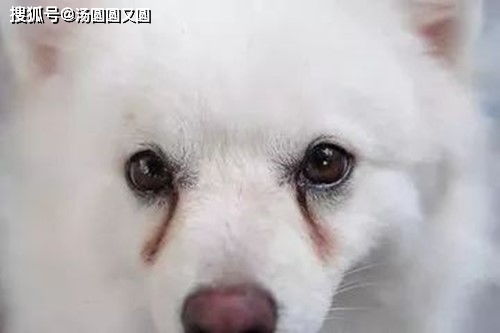 狗多久可以睁眼睛
