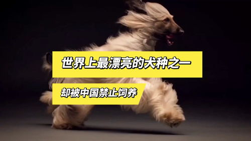 上海禁止养哪些狗