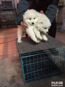临沂哪里买狗最好