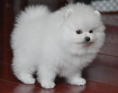 博美犬在哪里买到