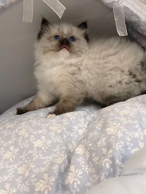 哪里领养布偶猫