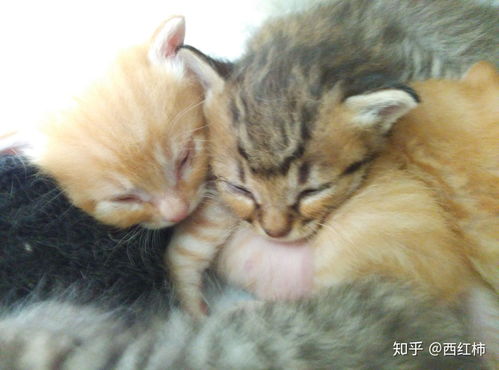 母猫多久喂小猫奶
