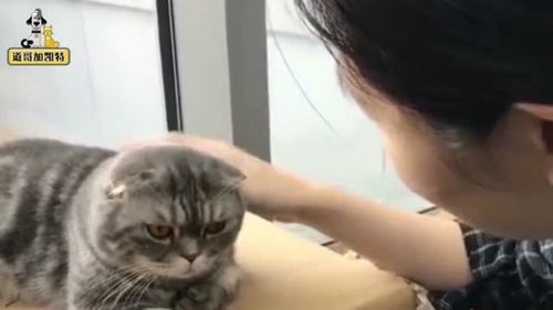 如何获取猫的信任