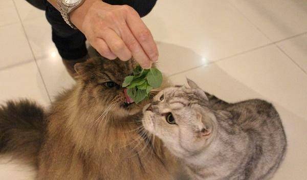 猫多久可以吃猫薄荷