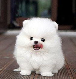 博美犬在哪里买