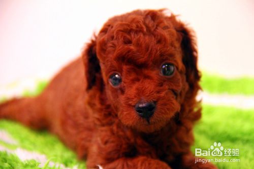 如何选购泰迪幼犬