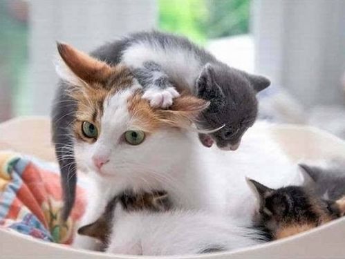 如何给小猫喂奶