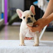 昆明哪里卖小犬