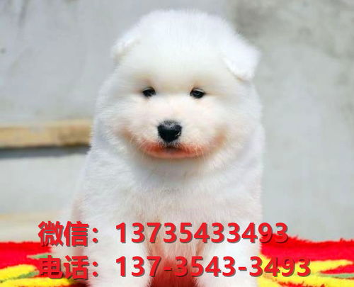达州哪里有正规卖狗的