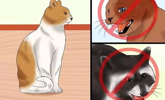 如何判断猫是否有狂犬病