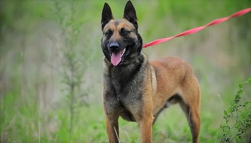 马犬和德牧哪个好养活