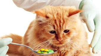 哪些药猫不能用