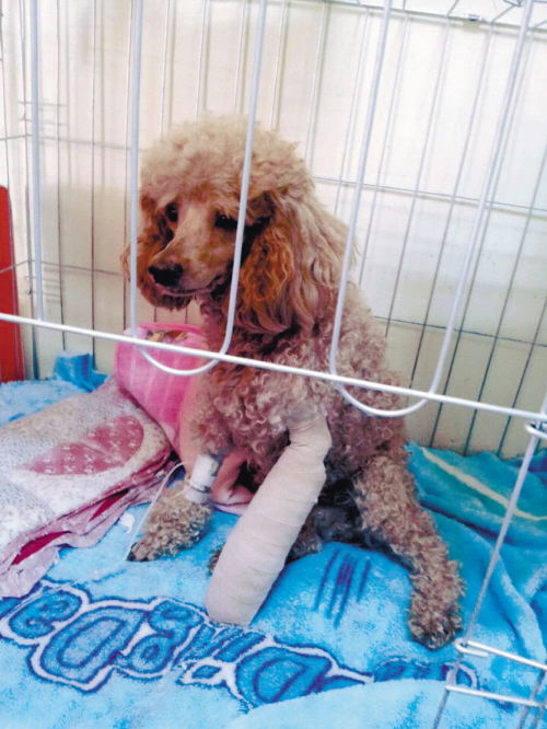 狗狗骨折了如何护理