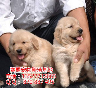 哪里有卖金毛犬的