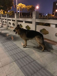 德国牧羊犬多久遛弯