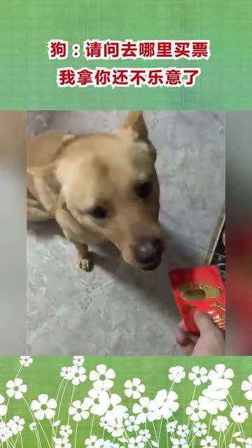 小狗要去哪里买