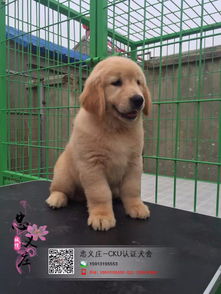 大金毛犬去哪里卖