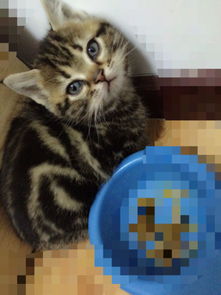 小猫大便多久一次