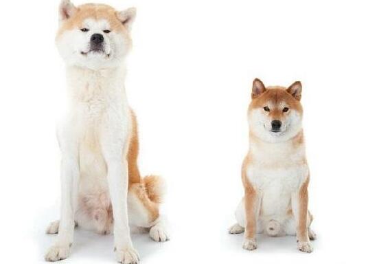 秋田和柴犬养哪个高