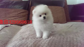 在哪里能买到博美犬